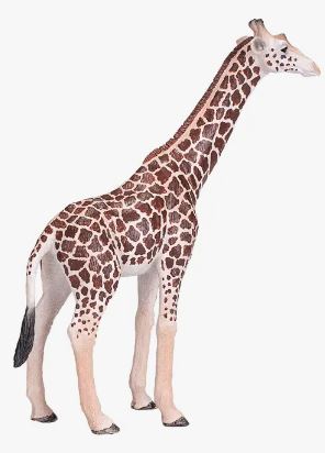Mojo Giraffe Male