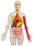 Ooze Labs Visible Human Body