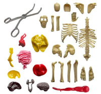 Ooze Labs Visible Human Body
